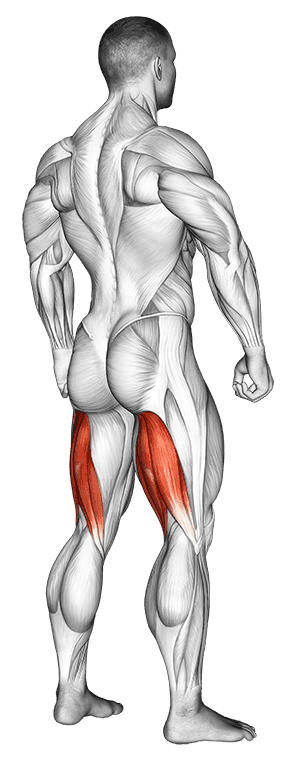 Hamstrings