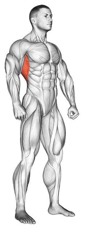 Latissimus Dorsi
