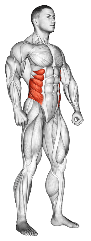 Obliques