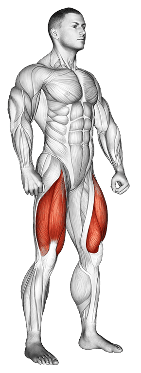 Quadriceps