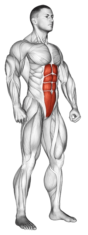 Rectus Abdominis