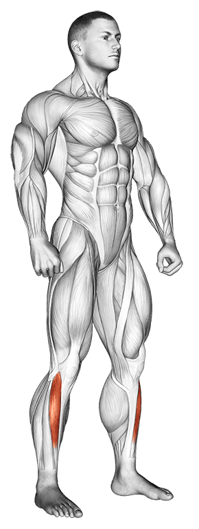 Tibialis Anterior