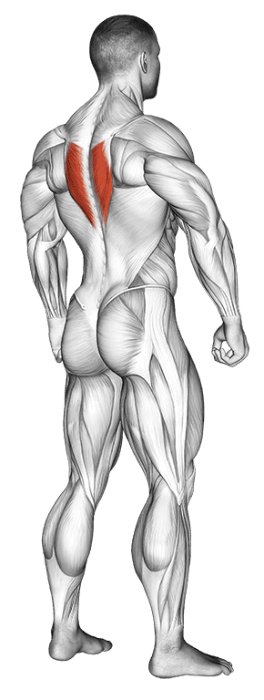 Trapezius Lower Fibers