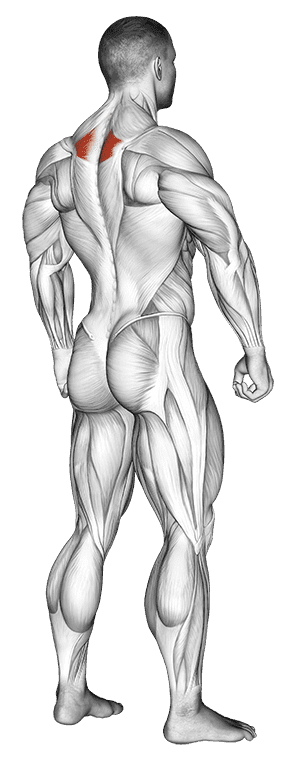 Trapezius Middle Fibers