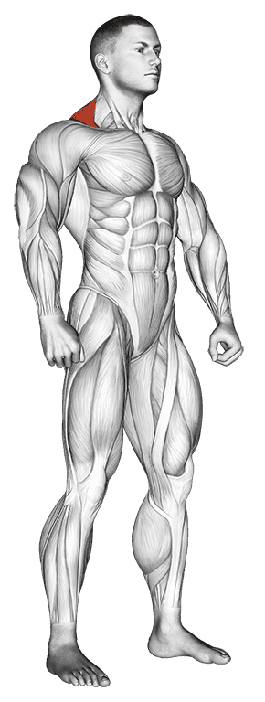 Trapezius Upper Fibers